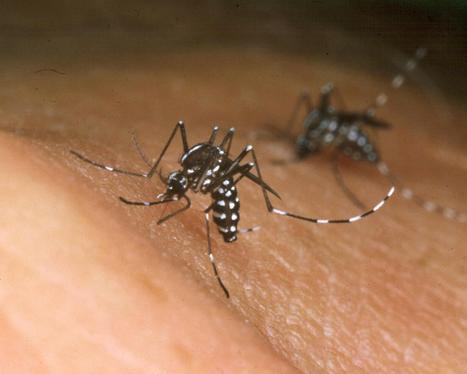 Insecticides : lutter contre les réticences du public | Variétés entomologiques | Scoop.it