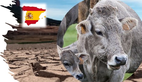 Face à la sécheresse : comment l’Espagne vient en aide aux agriculteurs ? | Lait de Normandie... et d'ailleurs | Scoop.it