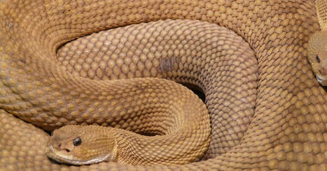 Pourquoi a-t-on aussi peur des serpents? Des scientifiques révèlent une raison surprenante - GEO | Biodiversité | Scoop.it