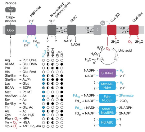 Eukaryotes&rsquo; closest relatives are internally simple syntrophic peptidotrophic archaea | nat | RMH | Scoop.it