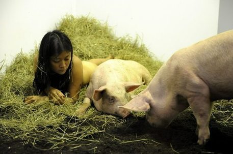 Germaphobe Artist Spends Four Days Living and Sleeping with Pigs | Strange days indeed... | Scoop.it