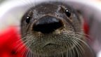 Concerns over UK otter numbers | World Science Environment Nature News | Scoop.it