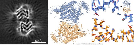 FOCUS PLATEFORME : Des analyses par cryo-microscopie électronique révèlent les mécanismes d’auto-assemblage de l’α-synucléine, une protéine impliquée notamment dans la maladie de Parkinson | Life Sciences Université Paris-Saclay | Scoop.it
