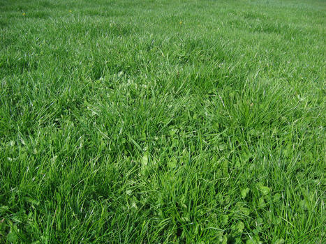 Adapter nos prairies au changement climatique ? Des chercheurs ont trouvé les gènes qui permettraient au ray-grass anglais de s'adapter | Veille Scientifique Agroalimentaire - Agronomie | Scoop.it
