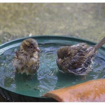 Canicule : Les oiseaux aussi ont soif… | Les oiseaux au gré du vent | Scoop.it