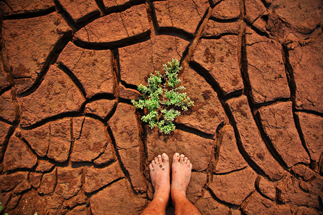 Global efforts to fight hunger and feed the planet in a sustainable way | Revue de presse - Club DEMETER | Scoop.it