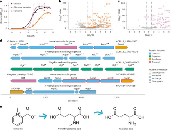 Conserved pathway for homarine catabolism in en...
