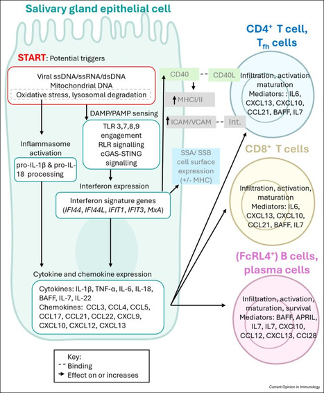Les organo&iuml;des de glandes salivaires : une r&eacute;volution pour comprendre et traiter la maladie de Sj&ouml;gren | Life Sciences Universit&eacute; Paris-Saclay | Scoop.it