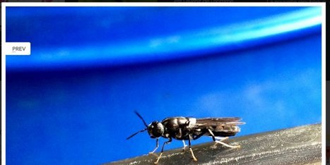 Cette usine de... mouches en Poitou-Charentes qui pourrait révolutionner le monde des biodéchets | Variétés entomologiques | Scoop.it