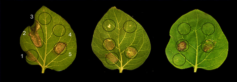 BMC Evolutionary Biology: Gene expression polymorphism underpins evasion of host immunity in an asexual lineage of the Irish potato famine pathogen (2018) | Plant Pathogenomics | Scoop.it