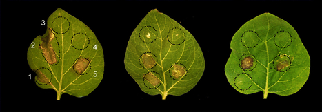 BMC Evolutionary Biology: Gene expression polymorphism underpins evasion of host immunity in an asexual lineage of the Irish potato famine pathogen (2018) | Plant Pathogenomics | Scoop.it