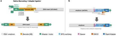 Dibenzocyclooctyne-modified PCR primers enable direct enzyme-free click chemistry ligation for custom nanopore amplicon sequencing | brvt | RMH | Scoop.it