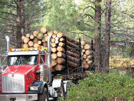 &lsquo;New Conservationists&rsquo; Push for Logging to Prevent Wildfires | Timberland Investment | Scoop.it