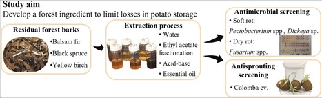 Original Paper in J Agric Food Res &bull; Desgagn&eacute;-Penix Lab 2021 &bull; Black spruce extracts reveal antimicrobial and sprout suppressive potentials to prevent potato (Solanum tuberosum L.) losses during st... | Originals | Scoop.it