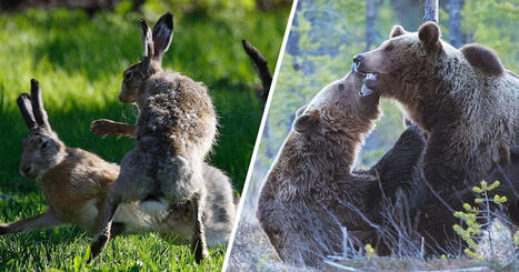 Voiko kiimaan kuolla? Testaa, mit&auml; tied&auml;t el&auml;inten parittelu&shy;kauden vaaroista | Yle Luonto | Yle | 1Uutiset - Lukemisen t&auml;hden | Scoop.it