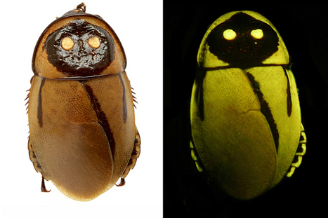 Best Science Photos of the Week | Science News | Scoop.it
