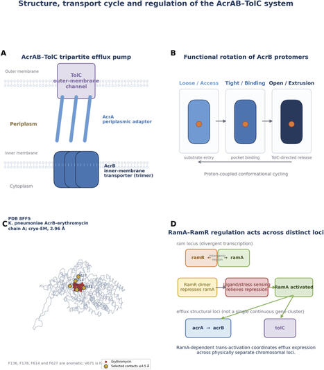 Reprogramming secretion systems in Klebsiella quasipneumoniae: from pathogenic functions to candidate industrial secretion chassis | frn | RMH | Scoop.it