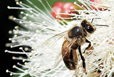Social or solitary: It’s in bees’ genes | Science News | Scoop.it