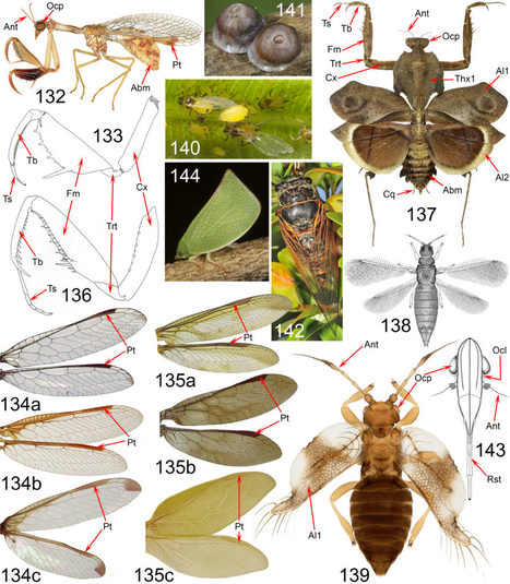 "Les insectes du monde" par Henri-Pierre Aberlenc | EntomoScience | Scoop.it