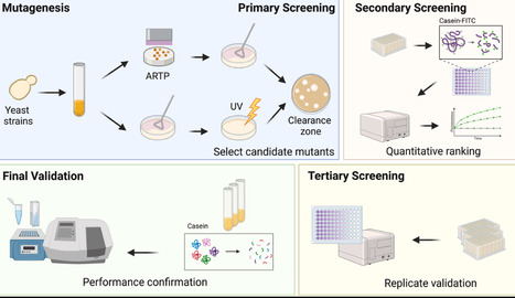 Iterative evolution of Saccharomyces cerevisiae enhances recombinant protease secretion | ssb | RMH | Scoop.it