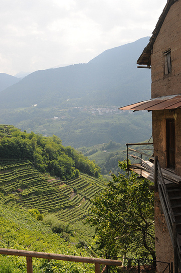 Vineyards in Italy | 1001 Gardens | 1001 Gardens ideas ! | Scoop.it