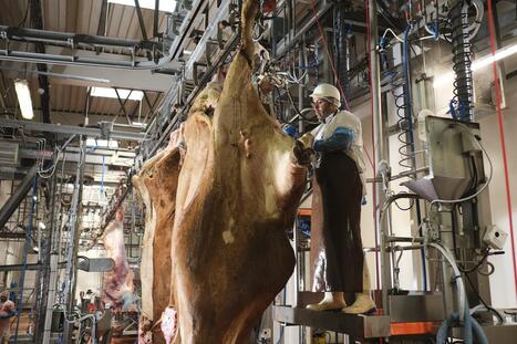 Landes. « Le but est de faire vivre un territoire » : à Hagetmau, l’abattoir poursuit sa mue | Actus du jour - 25 juin 2025 | Scoop.it