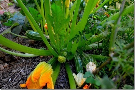 Pourquoi mes courgettes pourrissent-elles sans grossir ? | La Sagesse de la Nature | Scoop.it