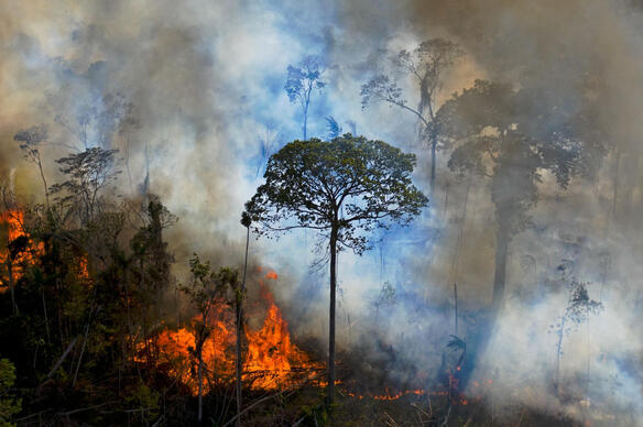 Amazonie : les incendies et la déforestation à l'origine de « conséquences irréversibles » sur le climat