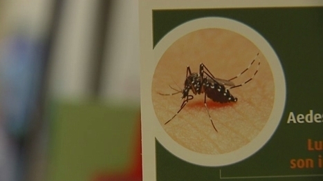 [Vidéo] Un cas de dengue "importé" confirmé à la Croix rousse à Lyon | EntomoNews | Scoop.it