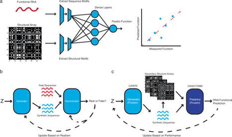 Generative and predictive neural networks for the design of functional RNA molecules | Ncm | RMH | Scoop.it