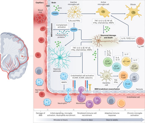 Stem cell-mediated recovery in stroke: partnering with the immune system | Nature Reviews Neuroscience | NeuroImmunology | Scoop.it