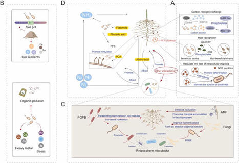 Nodulation: Rhizobial signals and regulatory factors | Plant-Microbe Symbiosis | Scoop.it