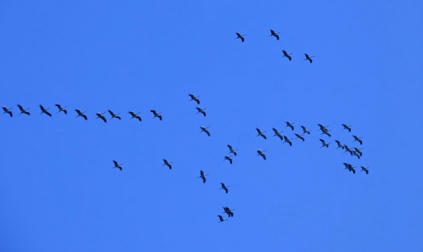 Les déplacements des espèces volantes : vers la mise en œuvre d’une « Trame aérienne » dans le cadre de la politique Trame verte et bleue ? | Biodiversité | Scoop.it