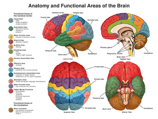 Neuroanatomy-A Primer | Linguistics & Language Neurology | Scoop.it