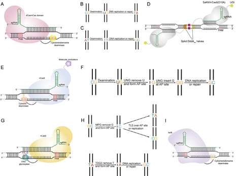 Recent Advances in Genome Base Editing Technology and Its Applications in Industrial Microorganism | RMH | Scoop.it