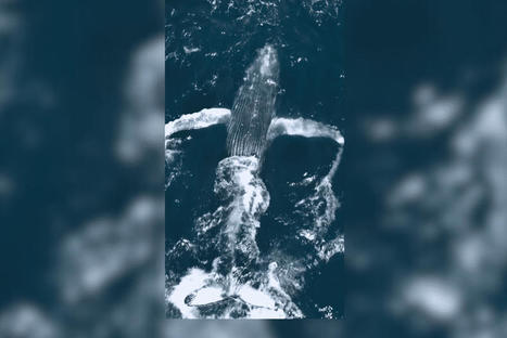 VIDÉO. Les images d'une incroyable rencontre avec une baleine à bosse : "un moment de vie sauvage puissant, dingue à observer" | BABinfo Pays Basque | Scoop.it