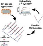 Non-natural amino acid peptide microarrays to discover Ebola virus glycoprotein ligands | Virology News | Scoop.it