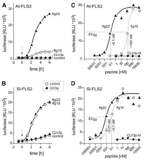 Plant Cell: Chimeric FLS2 Receptors Reveal the Basis for Differential Flagellin Perception in Arabidopsis and Tomato (2012) | Plants and Microbes | Scoop.it