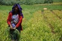 Inde : l'agroécologie pour une agriculture plus productive et résiliente | Questions de développement ... | Scoop.it