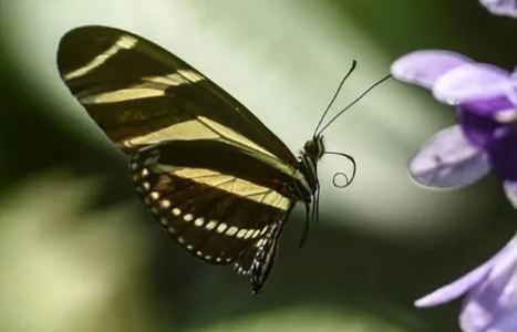 La Colombie abrite le plus grand nombre d'espèces de papillons au monde, selon une étude | EntomoNews | Scoop.it