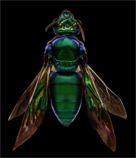 Super high-resolution photos of tiny insects | Dr. Goulu | Scoop.it