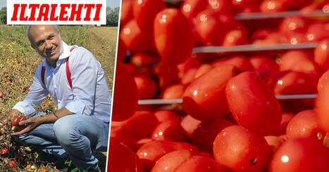 Tomaattikeisarilla on jyrkkä mielipide yhden maan elintarvikkeista – ”Ei koskaan” | 1Uutiset - Lukemisen tähden | Scoop.it
