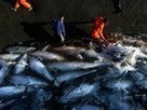 Overfishing -- The History &ndash; National Geographic | OUR OCEANS NEED US | Scoop.it