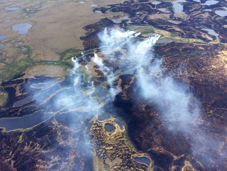 Camargue : les oiseaux ont subi un d&eacute;clin plus important qu&rsquo;on ne le pensait | Biodiversit&eacute; | Scoop.it