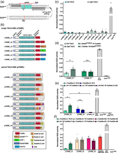 Development of TALE‐adenine base editors in plants - Zhang - Plant Biotechnology Journal | TAL effector science | Scoop.it