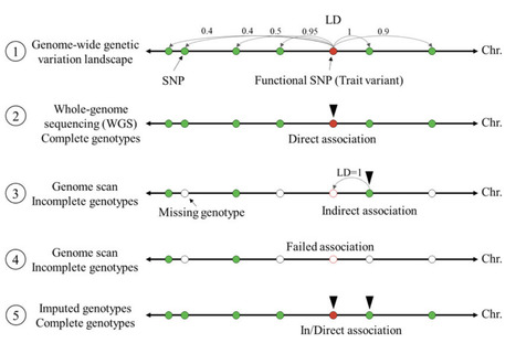Book Chapter in Meth Mol Biol &bull; Torkamaneh/Belzile Labs 2021 &bull; Accurate Imputation of Untyped Variants from Deep Sequencing Data | Originals | Scoop.it