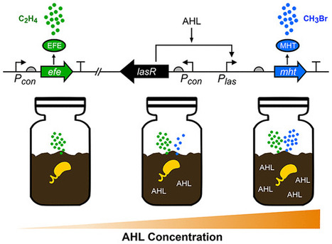 Ratiometric Gas Reporting: A Nondisruptive Approach To Monitor Gene Expression in Soils | RMH | Scoop.it