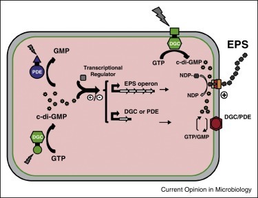 Exploiting the commons: cyclic diguanylate regulation of bacterial exopolysaccharide production | RMH | Scoop.it