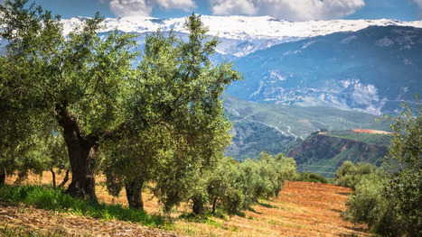 OLIVE OIL Production in Leading Countries Forecast to Fall to 2.65 Million Tons | CIHEAM Press Review | Scoop.it