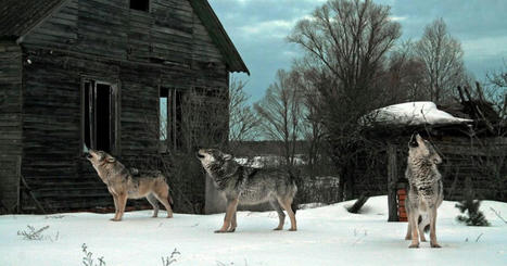 Chernobyl's mutant wolves now have anti-cancer genes | Tech News | Metro News | Strange days indeed... | Scoop.it